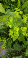 Euphorbia oxyodonta