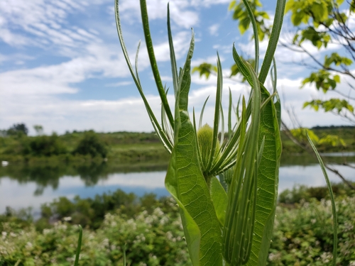 Dipsacus fullonum