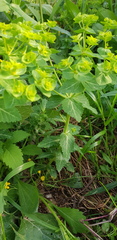 Euphorbia oxyodonta