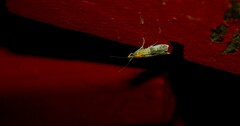 Moodna pallidostrinella