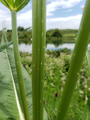 Dipsacus fullonum