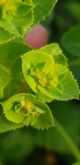Euphorbia oxyodonta