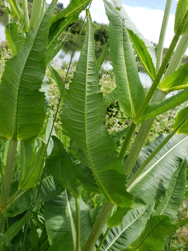 Dipsacus fullonum
