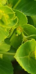 Euphorbia oxyodonta