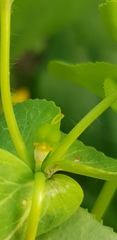 Euphorbia oxyodonta