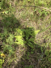 Silphium confertifolium