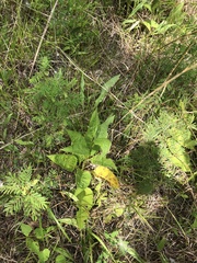 Silphium confertifolium