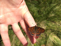 Euphydryas intermedia