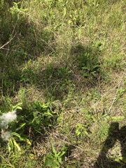 Silphium confertifolium