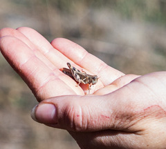 Melanoplus devastator