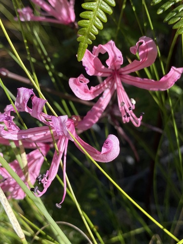 Nerine humilis