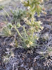 Ipomopsis spicata spicata