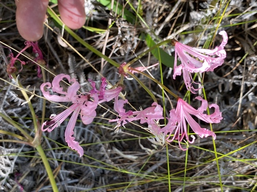 Nerine humilis