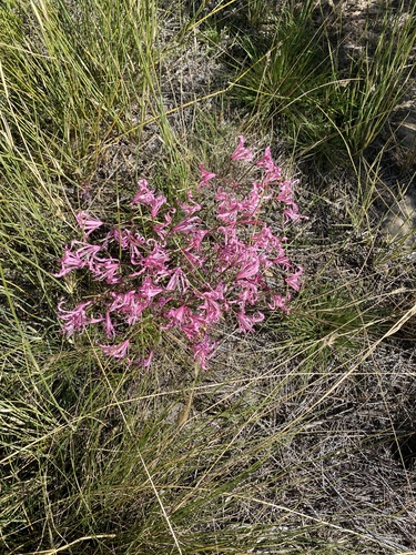 Nerine humilis