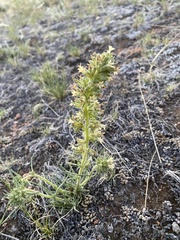 Ipomopsis spicata spicata