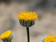 Erigeron chrysopsidis austiniae