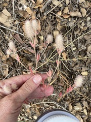 Trifolium angustifolium