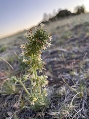 Ipomopsis spicata spicata