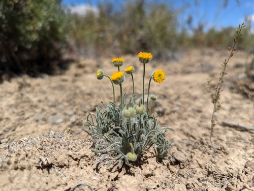 Erigeron chrysopsidis var. austiniae