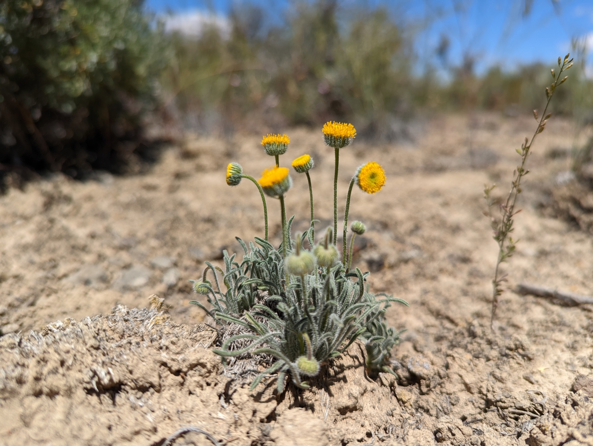 Erigeron chrysopsidis var. austiniae