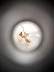 Pheidole nodus