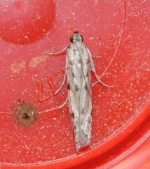 Phycitodes binaevella