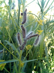 Acronicta auricoma