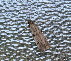 Phycitodes binaevella