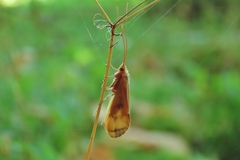 Onocosmoecus unicolor