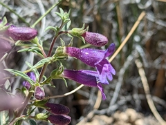 Penstemon kingii