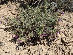 Penstemon kingii