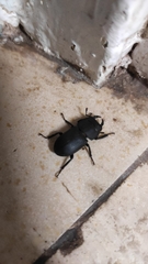 Dorcus parallelipipedus