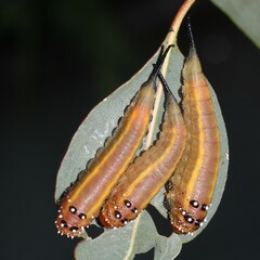Lophyrotoma interrupta