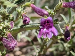 Penstemon kingii