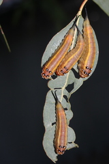 Lophyrotoma interrupta