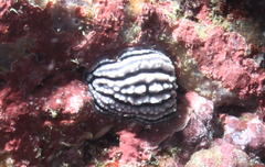 Phyllidiidae