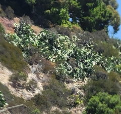 Opuntia