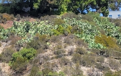 Opuntia