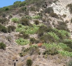 Opuntia
