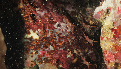 Rhynchocinetes durbanensis