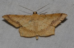 Krananda falcata