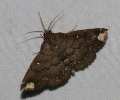 Adrapsa quadrilinealis