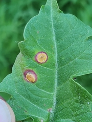 Puccinia dioicae silvatica