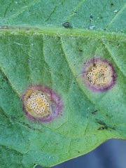 Puccinia dioicae silvatica