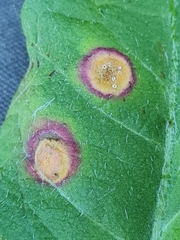 Puccinia dioicae silvatica