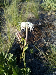 Dianthus klokovii