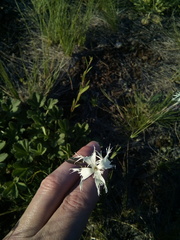 Dianthus klokovii