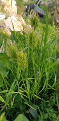 Bromus scoparius