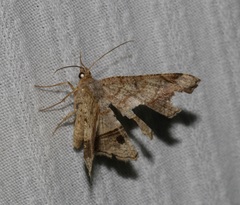 Chiasmia clivicola