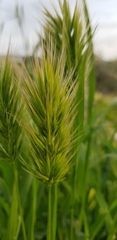 Bromus scoparius